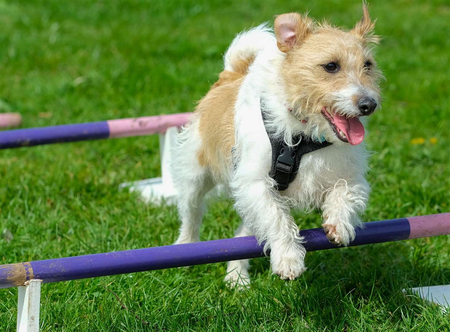 Dog shows cancelled because of the heatwave