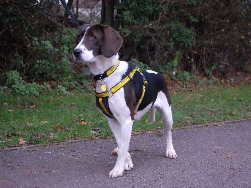 Lottie is looking for a loving home