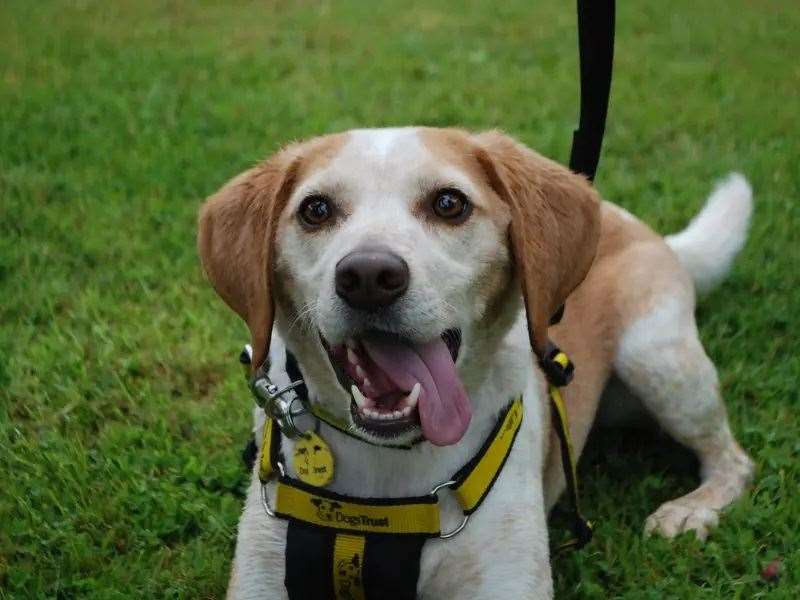 Bailey is looking for his forever home