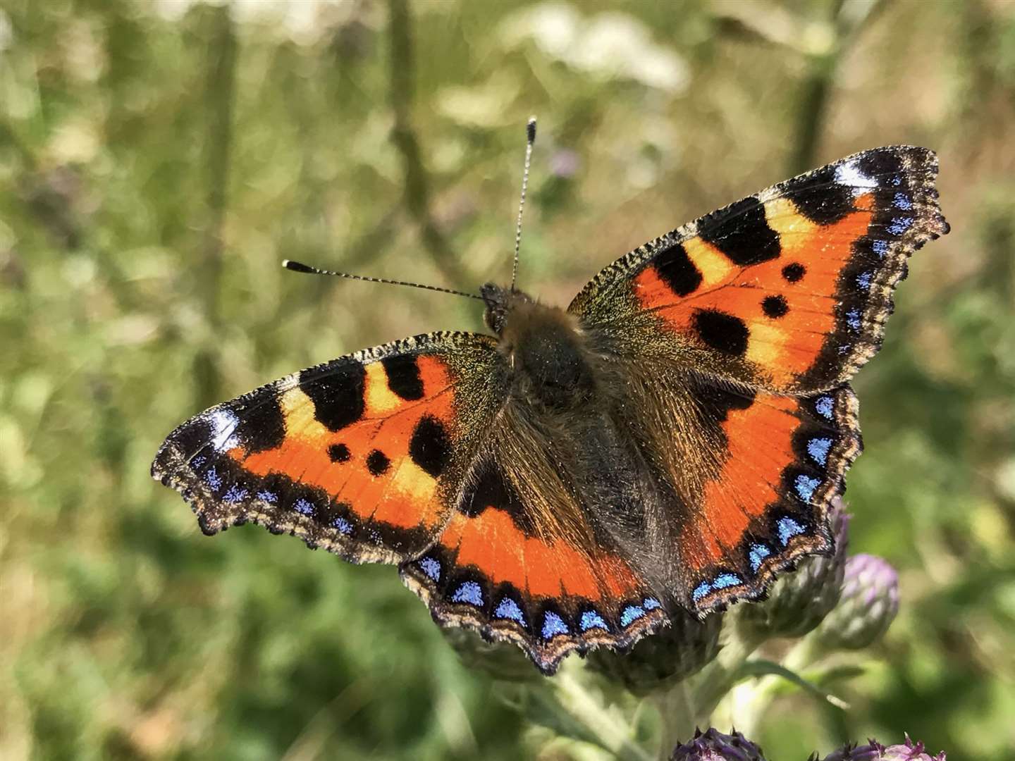 No Mow May is the perfect time to go butterfly-friendly