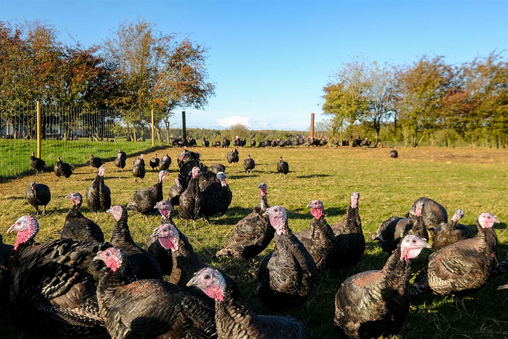 Walters Turkeys
