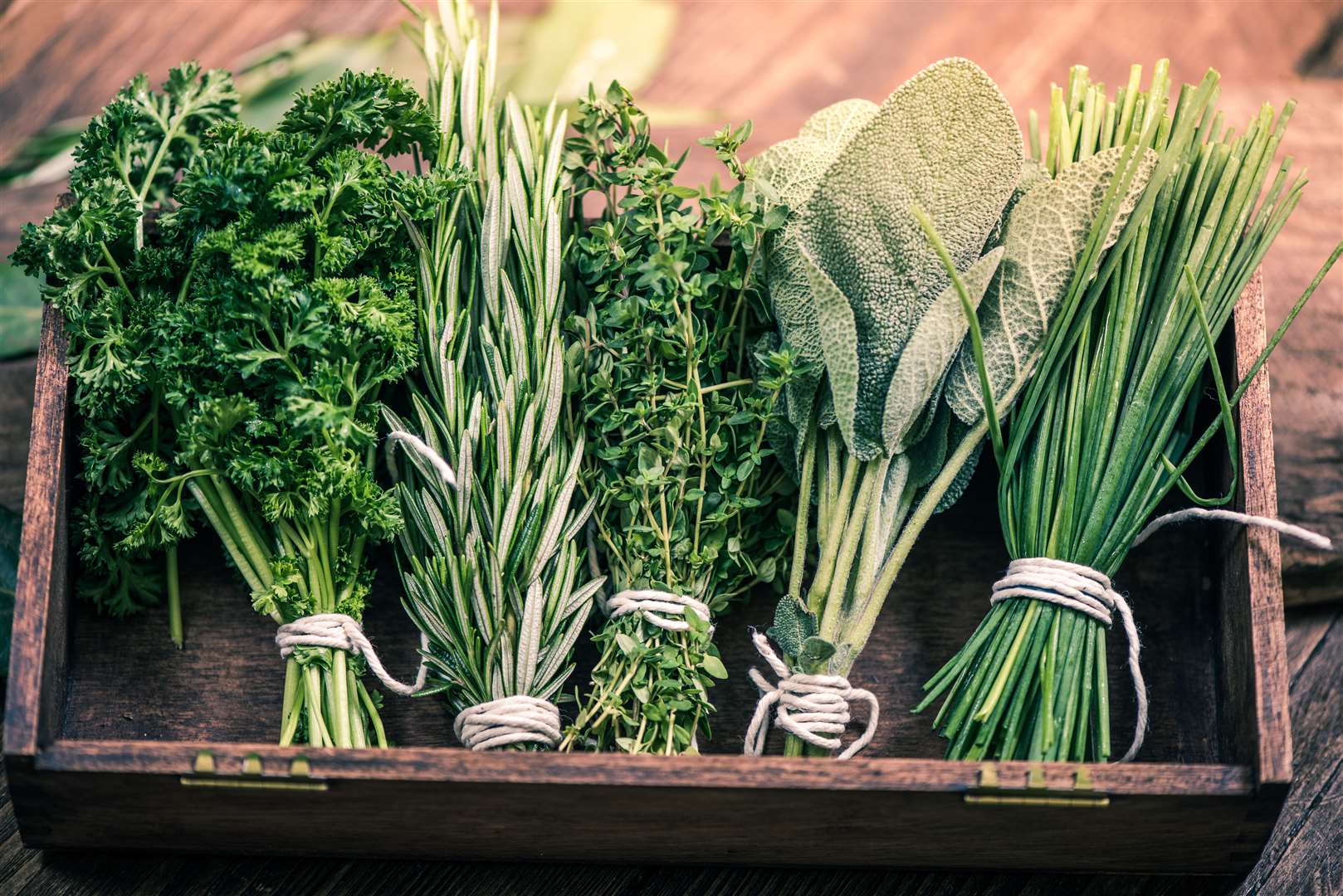 Aromatic plants and herbs are those most appealing to the beetles