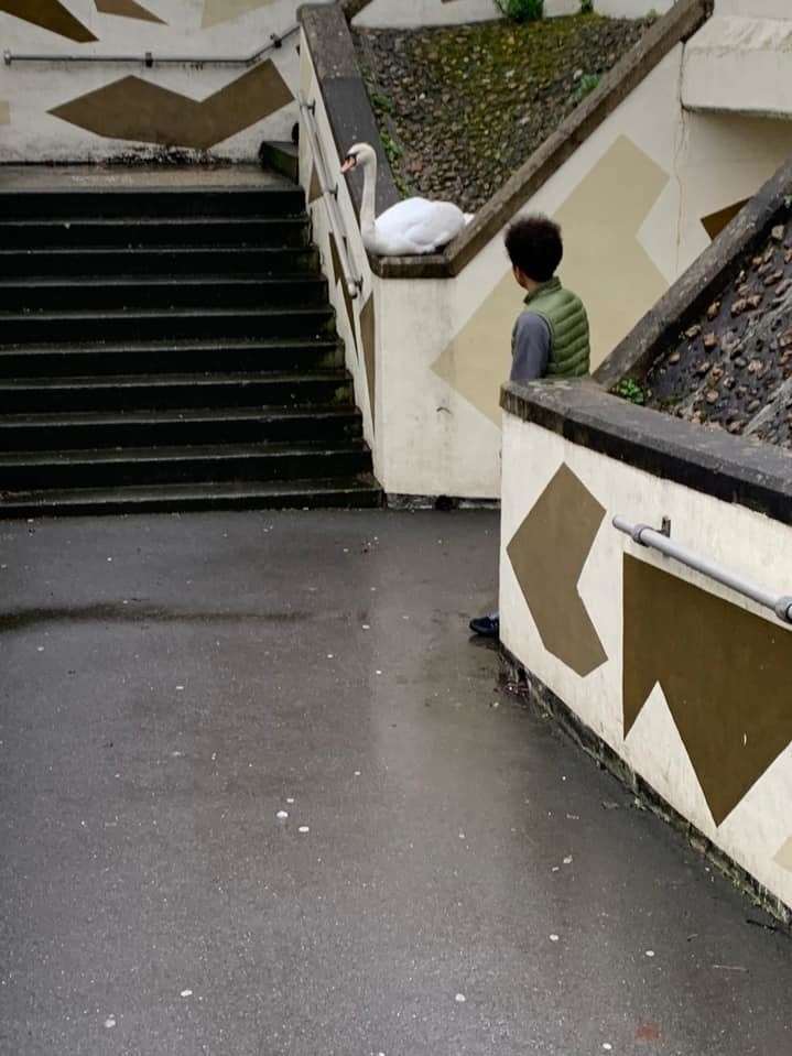 Swan sitting in the underpass in Newbury Picture: Dave Furey