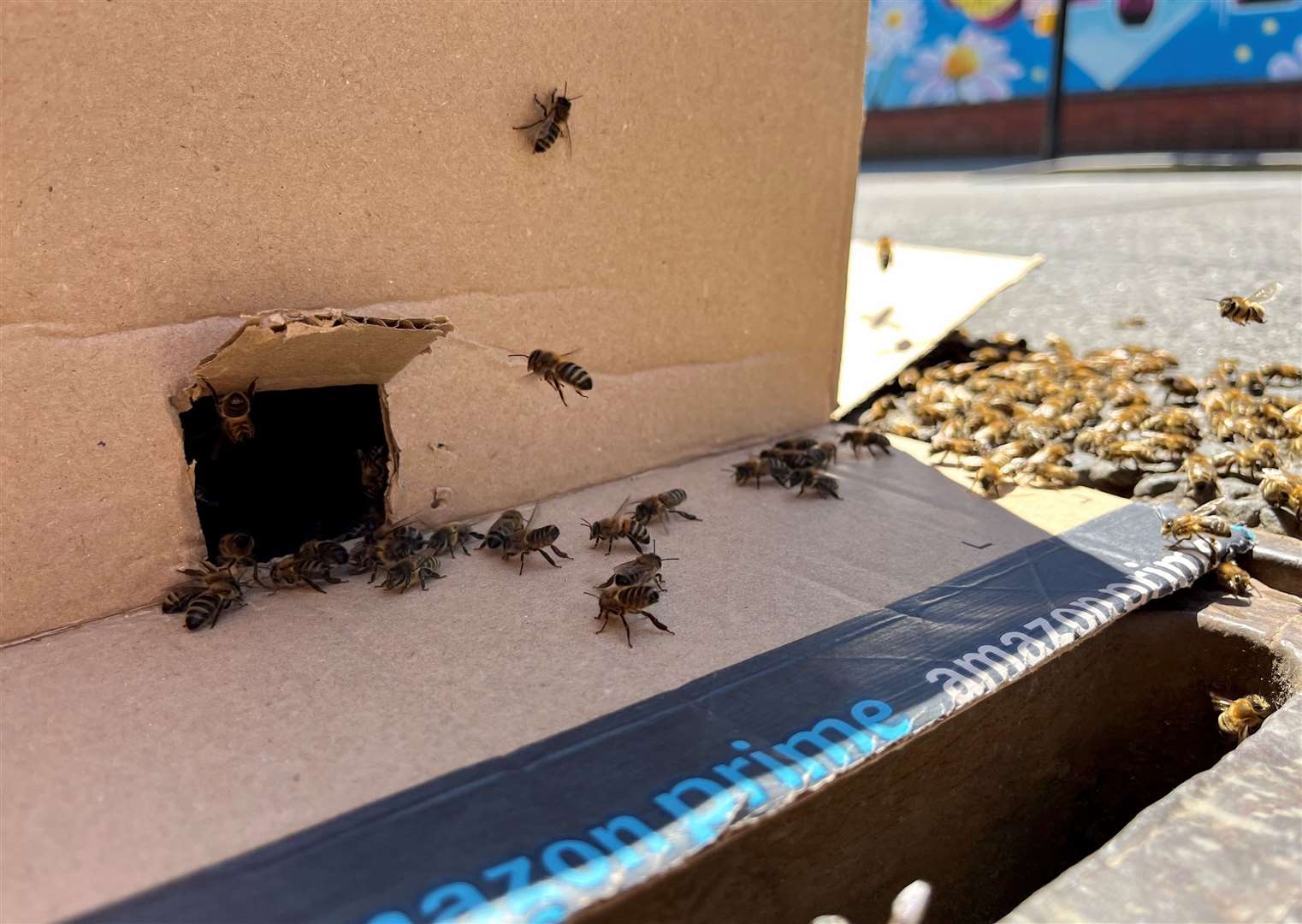 Bees following Queen Bee inside the box, which will be removed later