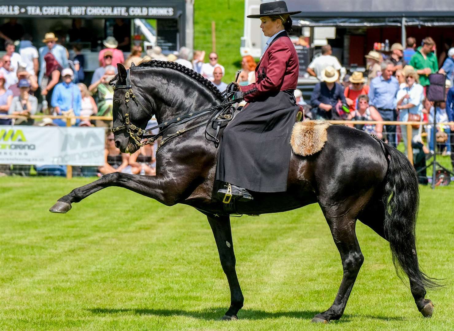 Sussex Lusitanos at last year’s Highclere Show