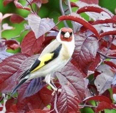 A goldfinch pictured by Mark Edwards of Leckhampstead