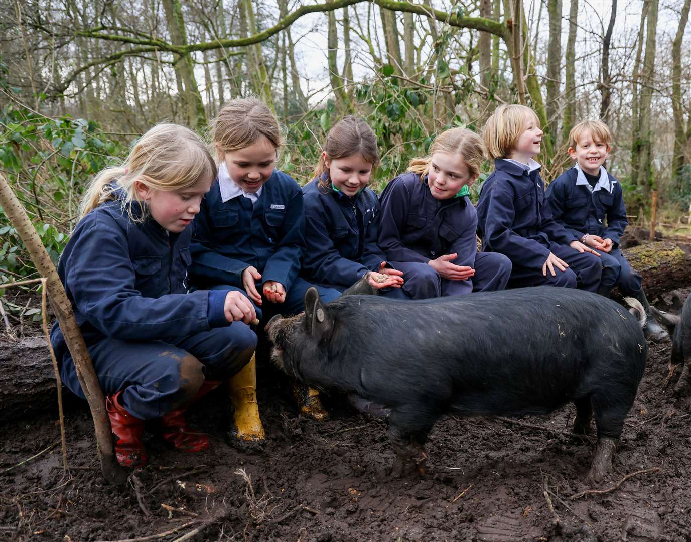 Berkshire piglets at Thorngrove School