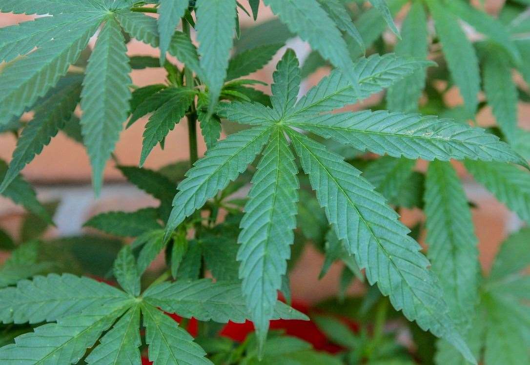 Cannabis