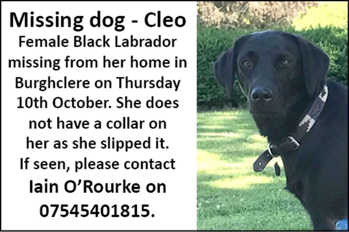 Missing black best sale labrador