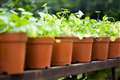 Plant swap in Padworth today (Sunday)