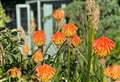 Village gardens open their gates for charity