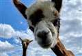 Celebrate Christmas with...alpacas 