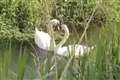 Swan shot in Thatcham reunited with mate after recovering from operation