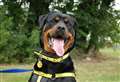 Help stray Shadow move into the light with a loving new home