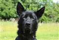 Beautiful Bagheera has ‘a heart as big as his playful spirit’