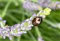 Is this 'rapid feeding' plant pest in your garden?