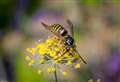 7 UK bugs that will bite or sting you