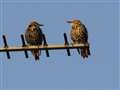 Two little birds