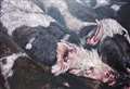 Bucklebury Farm Park piglets squeal the show in London