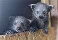 Endangered binturong cubs born at West Berkshire wildlife park