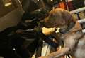 Cooper the sniffer dog finds illegal tobacco in West Berkshire