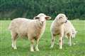 Police advise dog owners after three sheep killed on Kingsclere farm