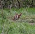 Fox cubs