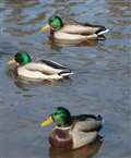 Wildlife and weather inspiration for My Newbury