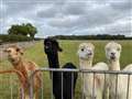 Alpaca hut theft in Burghfield