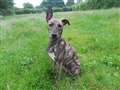 Lovely Lurcher seeks loving home