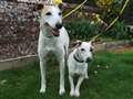 Doggie duo seek retirement home 