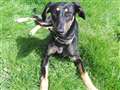 Elegant poochie seeks palatial home