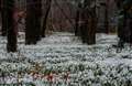 Snowdrop spectacular is a sight to behold
