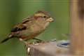 West Berkshire schools and families help RSPB compile Big Garden Birdwatch data