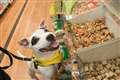 Dogs trust shops for some home comforts