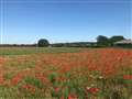 Poppies along Inkpen Road