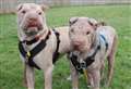 Best friends looking for a new home