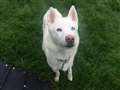 Polar Bear needs a home in a heatwave