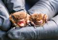 Bat boxes installed in Victoria Park
