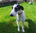 Lurcher pup hot on trail of fun-packed home