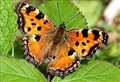 Half of Britain's butterfly species at risk of extinction 