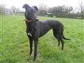 Former racing greyhound ready to speed into new owner's arms