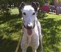 Dog of the Week