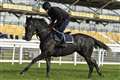 Progressive Theligny has bet365 Intermediate Limited Handicap Hurdle aim at Newbury on Saturday 