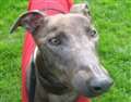 Dog of the week