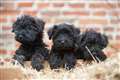 Abandoned pups found in stable seek new home