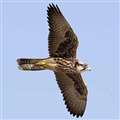 Reward for information surrounding missing falcon