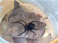 Car enthusiast finds nest of deadly black widow spiders in vehicle