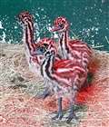 Beale Park Wildlife centre welcomes emu chicks
