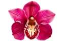 Summer orchid fair in Hermitage today (Saturday)
